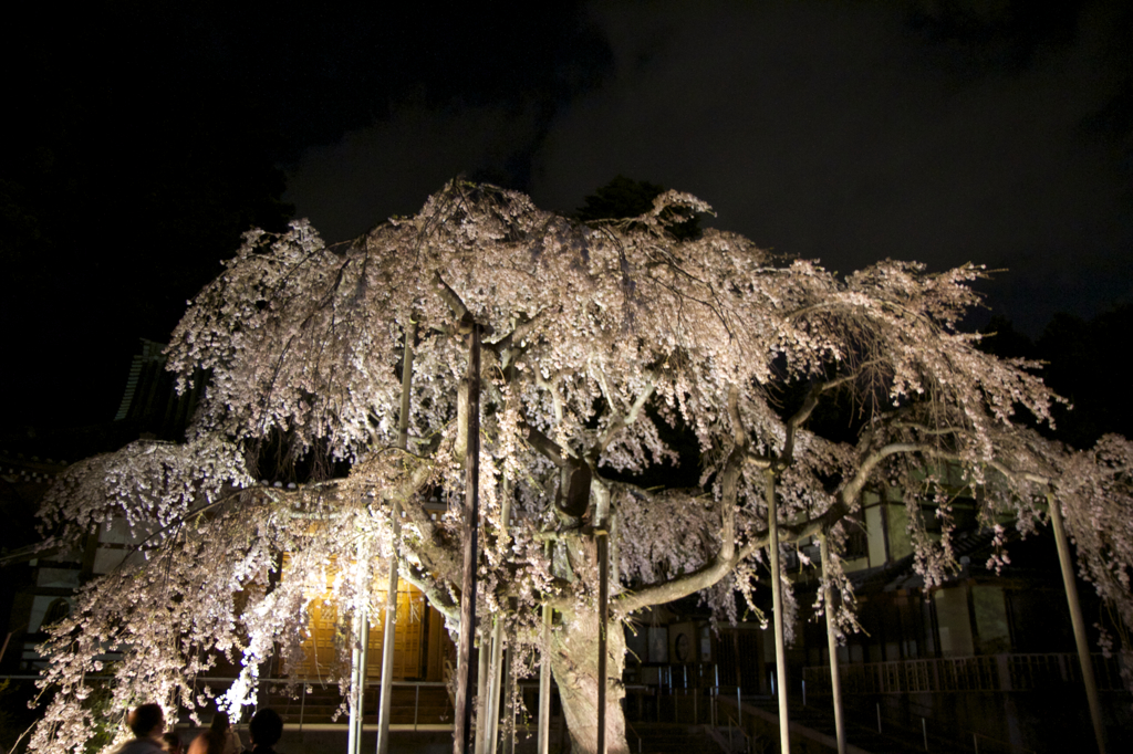 夜桜