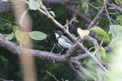 庭で鳴くシジュウカラ