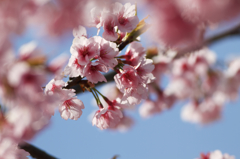 河津桜