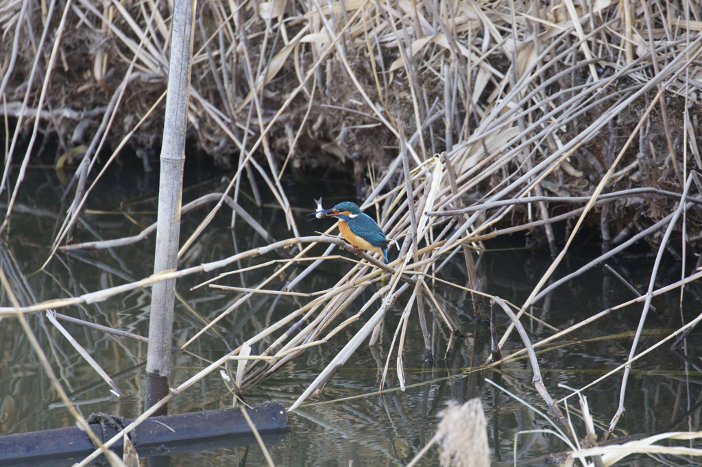 白鳥さんの近くでは