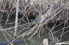 白鳥さんの近くでは