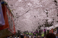 赤城南面千本桜　２