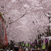 赤城南面千本桜　２