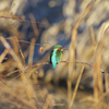 鳥納め