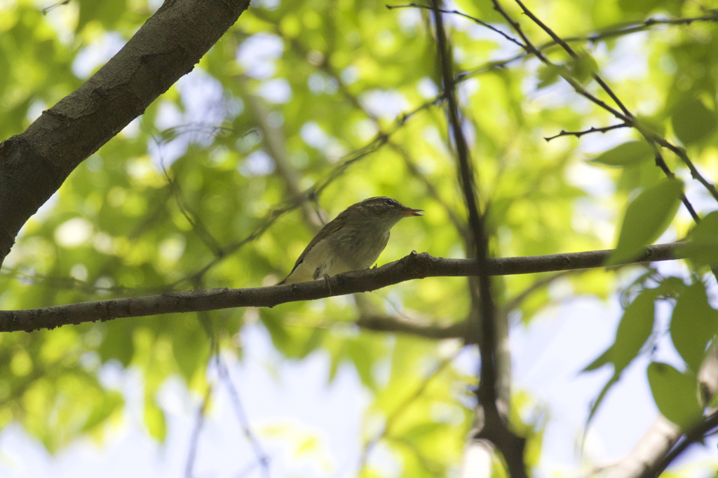 続　夏鳥の渡り