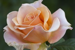 薔薇の園　4