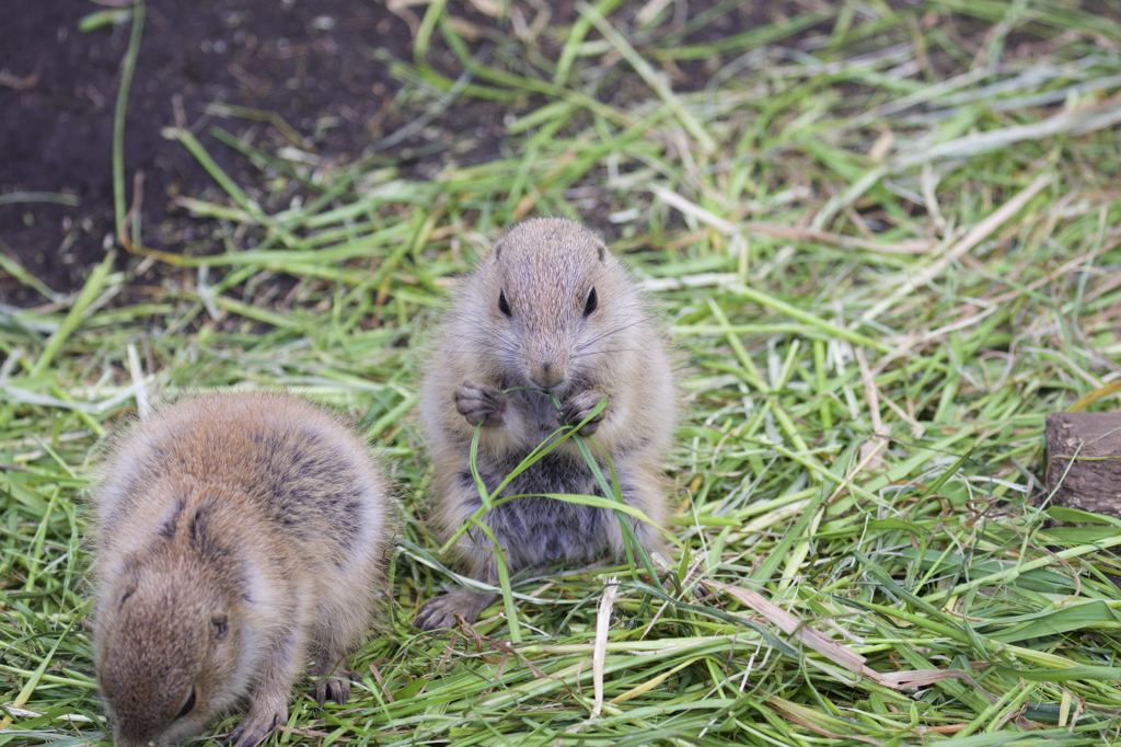 上野動物園にて　３