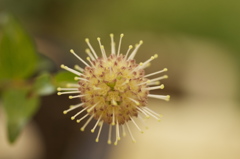 よくわかりません＾＾；