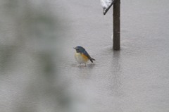 雪面に立つルリ君