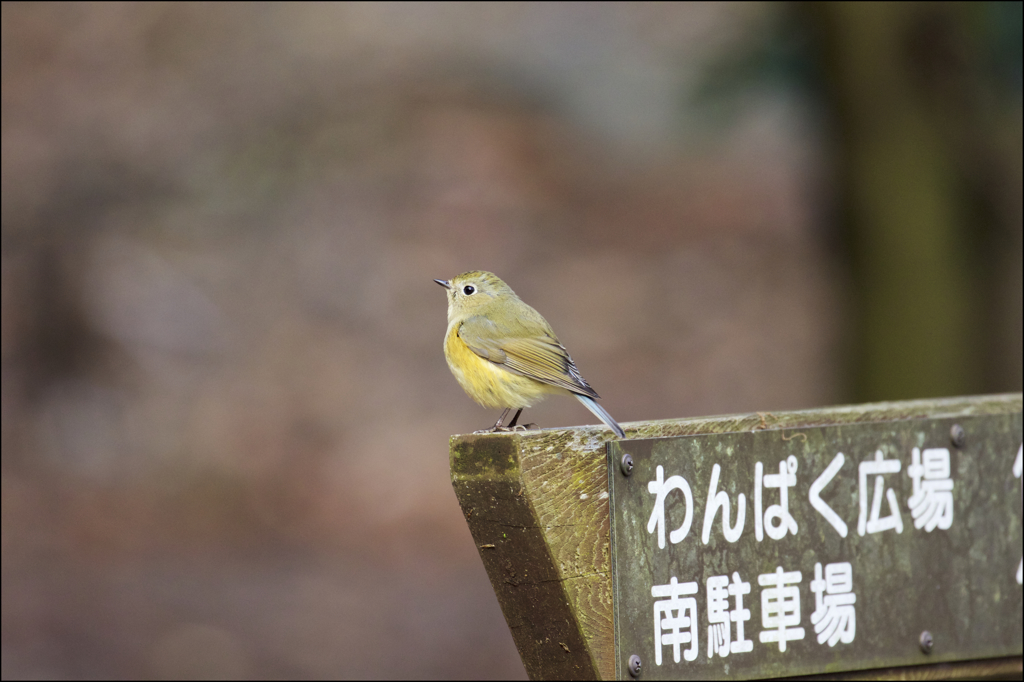 森の案内役　１