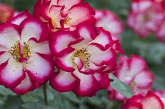 薔薇の園　３