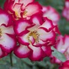 薔薇の園　３