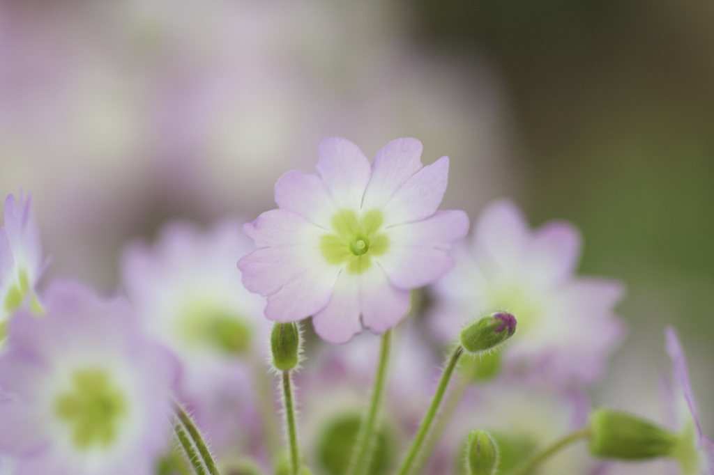 花センターにて　２