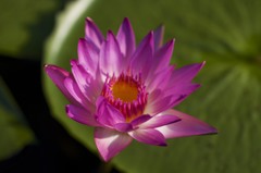 熱帯睡蓮　１