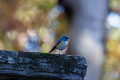 今季初見ルリくん