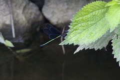 水辺で