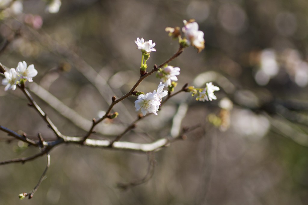 秋に咲く桜