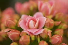 名も知らぬ花
