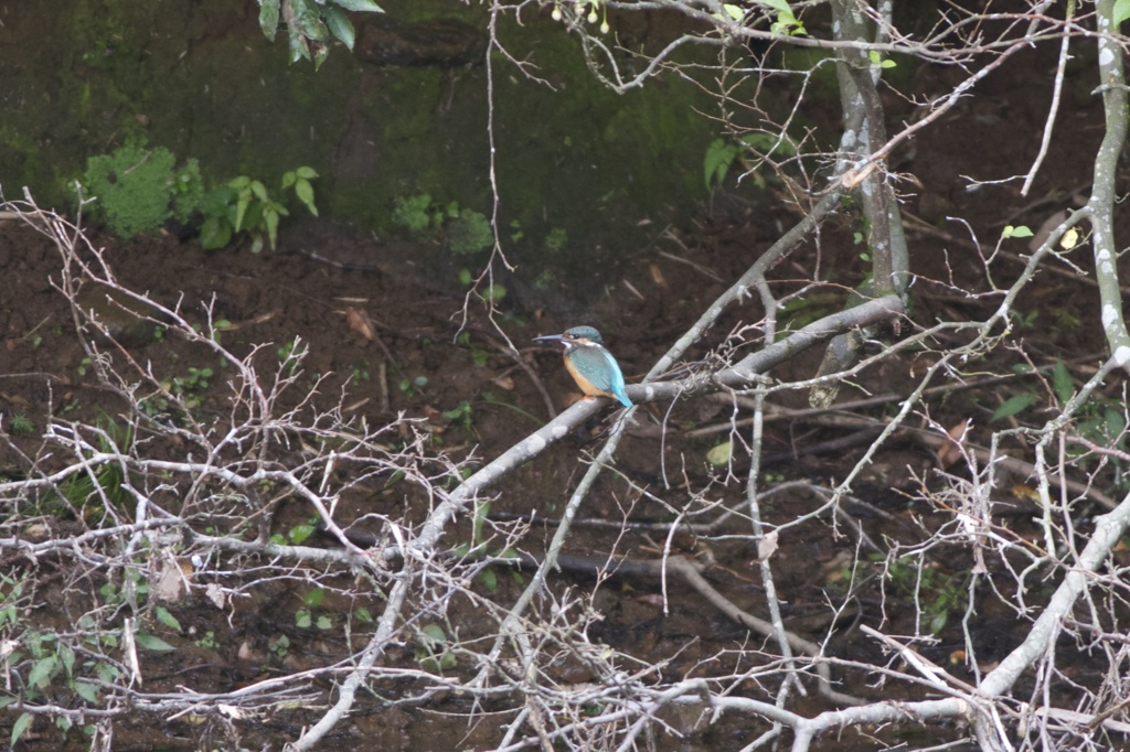 今日のカワちゃん