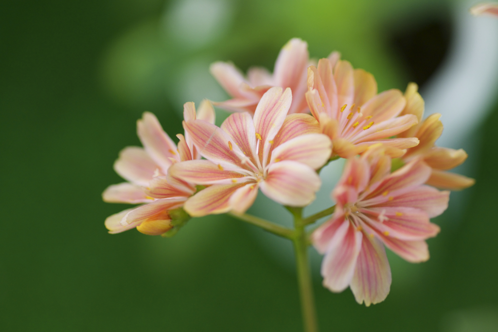 花屋で見かけて　１