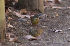 アオちゃん