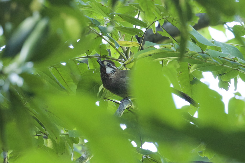 この鳥は？