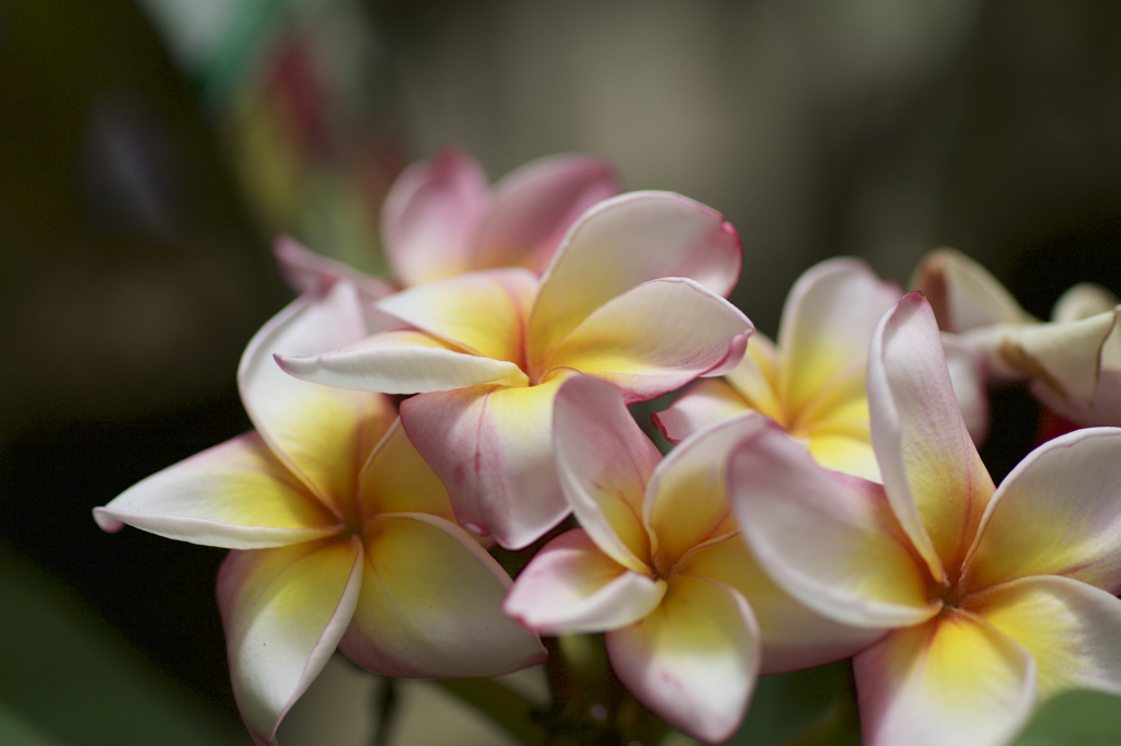 お花
