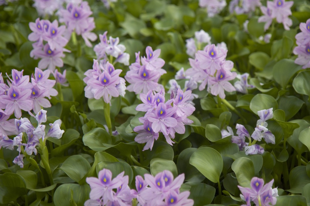 ホテイアオイ　２