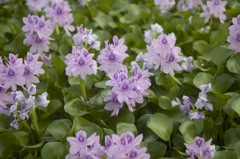 ホテイアオイ　２