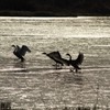 氷上の白鳥