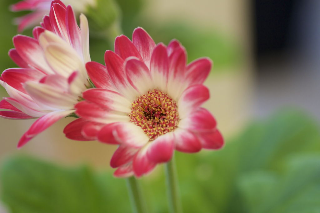 花屋で見つけて　４