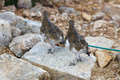 雷鳥並び