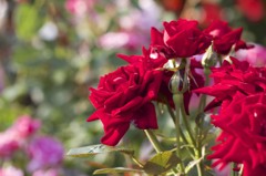 薔薇の園