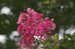 百日紅