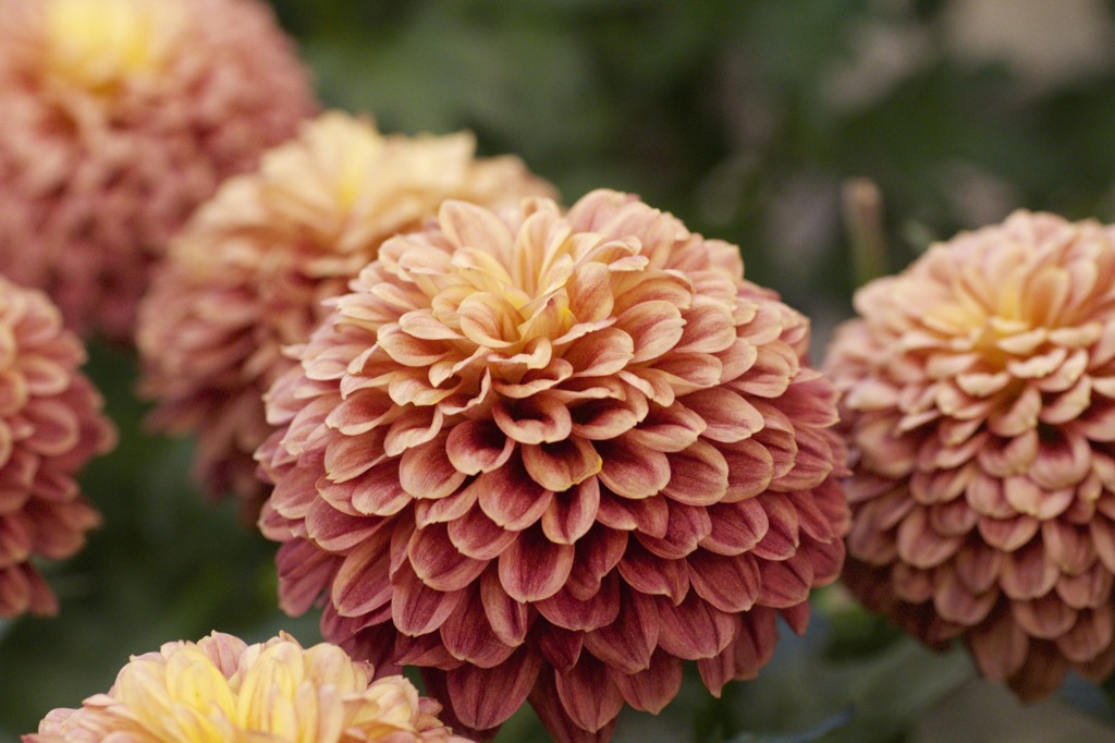 フラワーパークにて　4