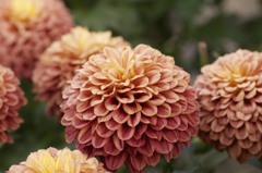 フラワーパークにて　4