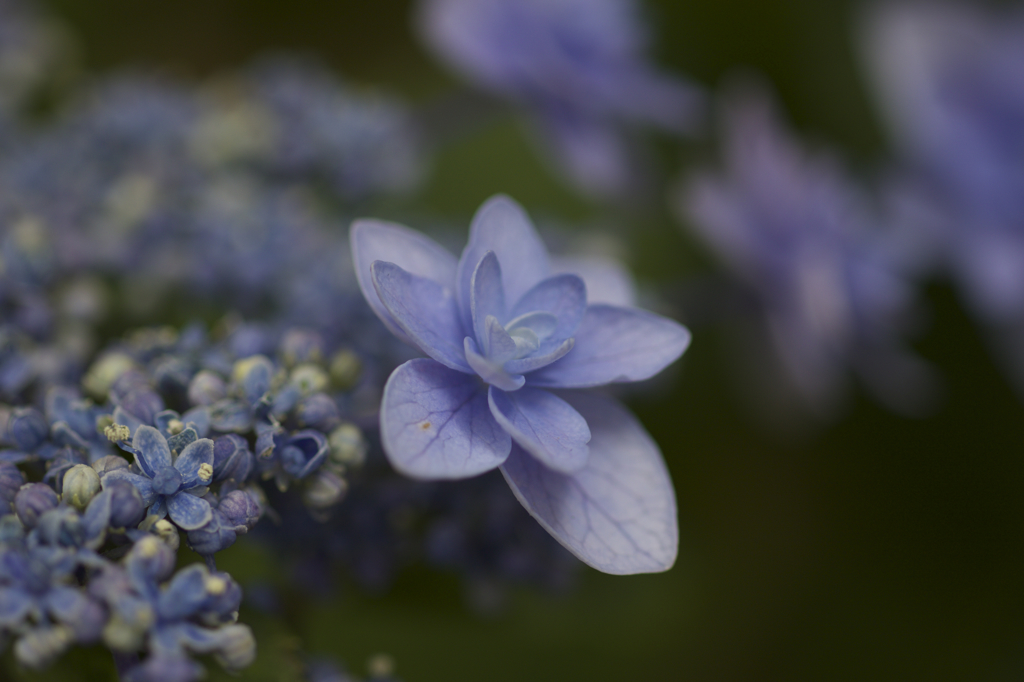 紫陽花　３