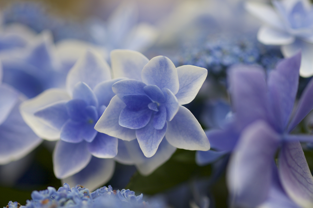 紫陽花　