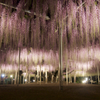 藤の季節　夜編