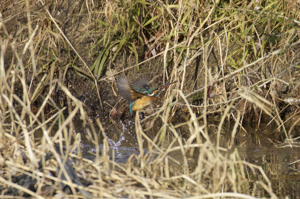 初カワちゃん