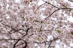赤城南面千本桜