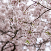 赤城南面千本桜