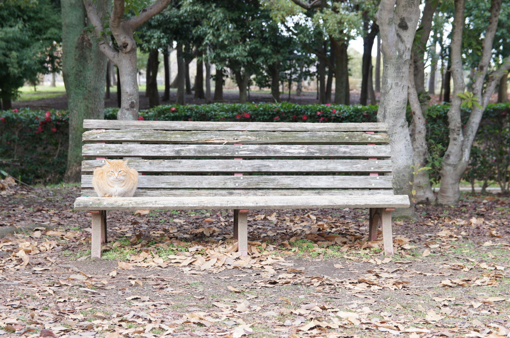 ベンチで一休み