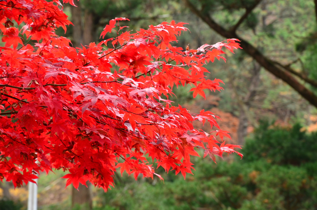 紅葉