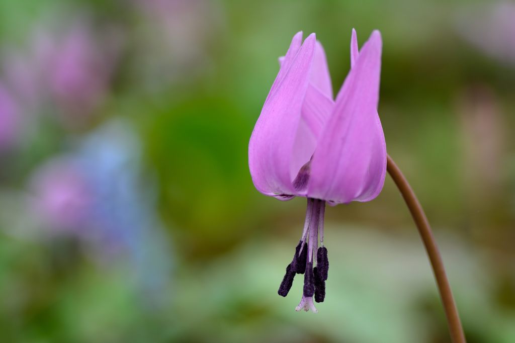 カタクリの花