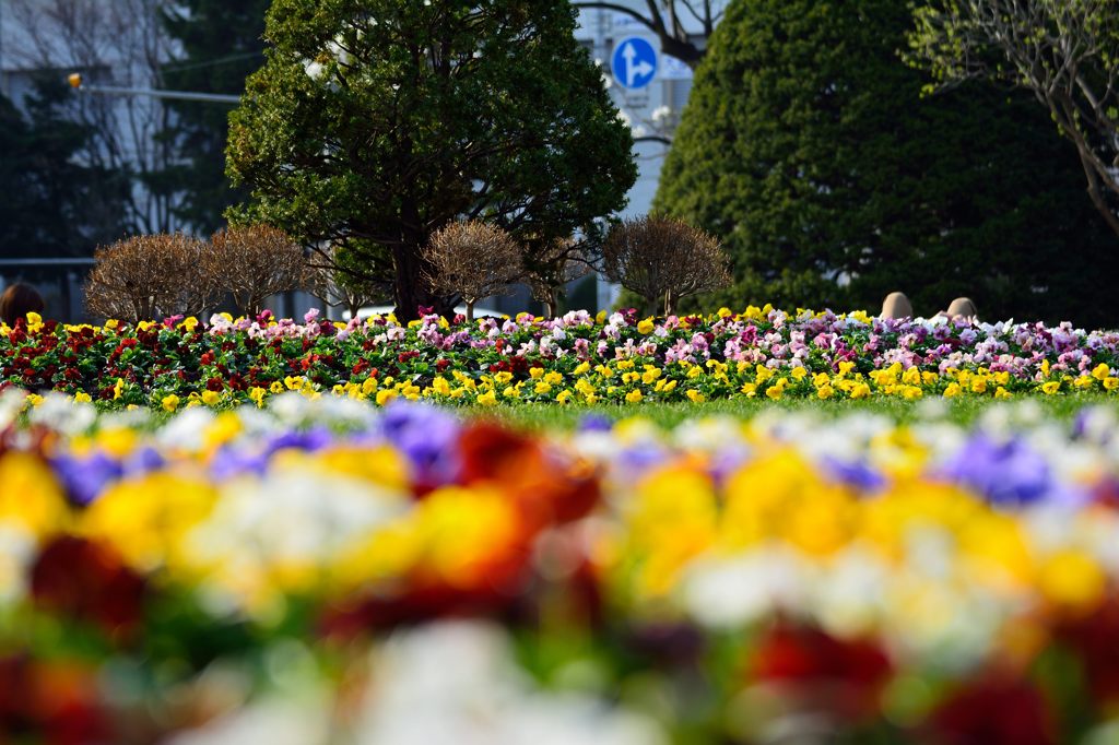 大通公園　春花壇