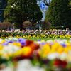 大通公園　春花壇