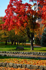 紅葉の木下で恋人を待つベンチ