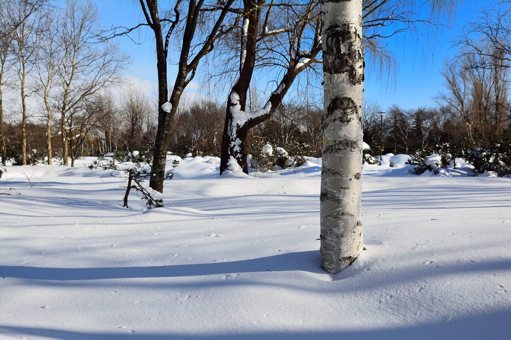 百合が原公園 雪原