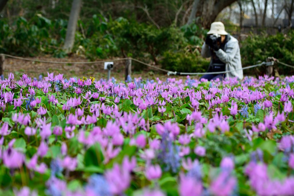 カタクリの花畑